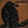 legion_infinality_lindsay_phillips_album